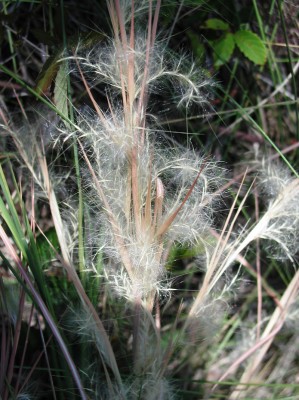 Splitbeard Bluestem